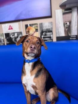 Labrador Retriever and Mixed Breed Dogs Available for Adoption - Philip | PetCurious