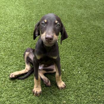 Weimaraner and Doberman Pinscher Dogs Available for Adoption in Loxahatchee Groves, Florida - Nibbles 2533 | PetCurious