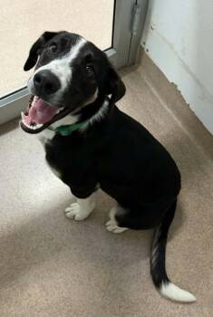 Bellatrix -  Hound and Border Collie Dog for Adoption in Chambersburg, Pennsylvania - Bellatrix | PetCurious