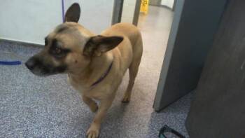 BRETT -  Mixed Breed Dog for Adoption in Charlotte, North Carolina - BRETT | PetCurious