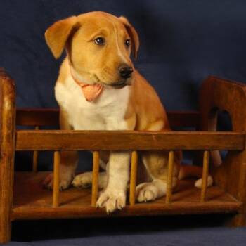 Cyrus -  Mixed Breed Dog for Adoption in Cincinnati, Ohio - Cyrus | PetCurious