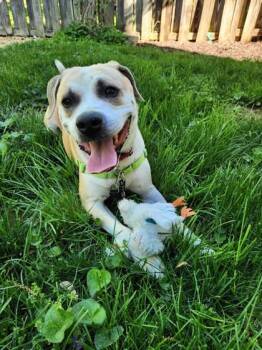 Mixed Breed Dogs Available for Adoption in Fairfax, Virginia - Gator | PetCurious