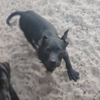 Mixed Breed Dogs Available for Adoption in Williston, Florida - Demitrious | PetCurious