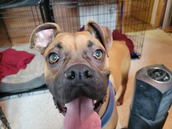 Rescue Boxer Dogs for Adoption in Woodbury, Minnesota - Falco | PetCurious