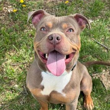 Staffordshire Bull Terrier and American Bully Dogs Available for Adoption in Columbia, Illinois - Icey | PetCurious