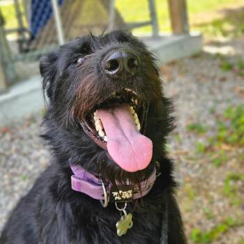 Mia -  Giant Schnauzer and German Shepherd Dog Dog for Adoption in Conway, New Hampshire - Mia | PetCurious