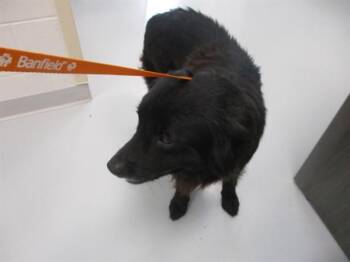 ROCCO -  Border Collie Dog for Adoption in Ocala, Florida - ROCCO | PetCurious
