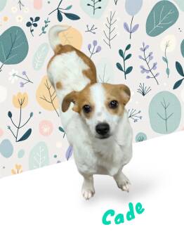 Rescue Dachshund and Chihuahua Dogs for Adoption in Liverpool, Texas - Cade | PetCurious