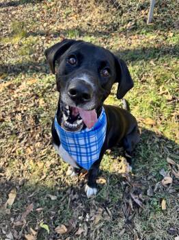 Rescue Black Labrador Retriever and Great Dane Dogs for Adoption - Maxx | PetCurious