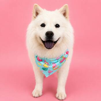 Broccoli Beef -  Chow Chow Dog for Adoption in Palo Alto, California - Broccoli Beef | PetCurious