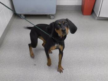 FRANCES -  Bloodhound and Mixed Breed Dog for Adoption in Omaha, Nebraska - FRANCES | PetCurious