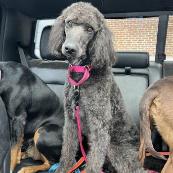 Rescue Standard Poodle Dogs for Adoption in Richmond, Maine - Aphrodite | PetCurious
