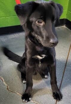 Shepherd Dogs Available for Adoption - Pen 202 Barney | PetCurious