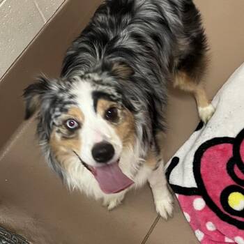 Angel -  Australian Shepherd Dog for Adoption in Reno, Nevada - Angel | PetCurious