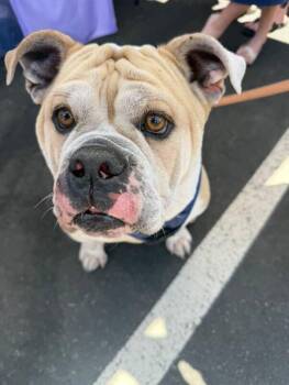 Rescue English Bulldog Dogs for Adoption in San Jose, California - Mochi | PetCurious