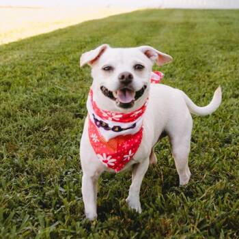 Rosie D12338 -  Chihuahua and Dachshund Dog for Adoption - Rosie D12338 | PetCurious