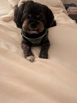 Rescue Shih Tzu Dogs for Adoption in Bradenton, Florida - Odie | PetCurious