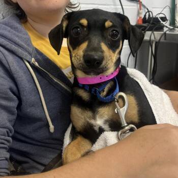 Rootbeer Float -  Dachshund and Catahoula Leopard Dog Dog for Adoption in Hattiesburg, Mississippi - Rootbeer Float | PetCurious
