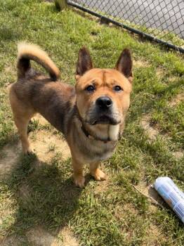 Tickle -  Chow Chow and Pit Bull Terrier Dog for Adoption in Shepherdsville, Kentucky - Tickle | PetCurious
