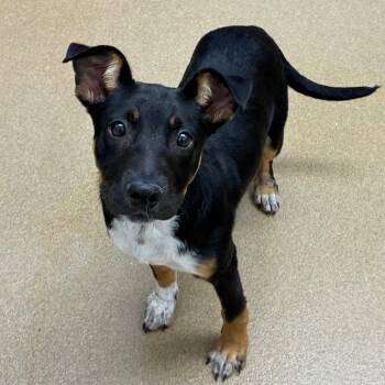 Chip -  Terrier and Mixed Breed Dog for Adoption in Corpus Christi, Texas - Chip | PetCurious