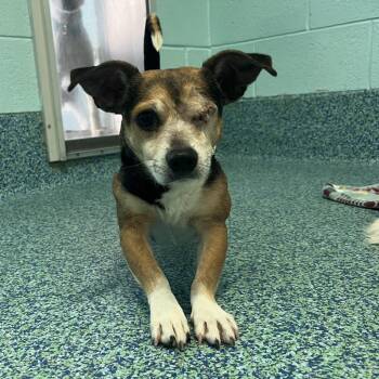 Mixed Breed Dogs Available for Adoption - Barbosa | PetCurious