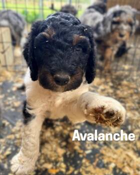 AVALANCHE -  Bernadoodle Dog for Adoption in Ashland, Ohio - AVALANCHE | PetCurious