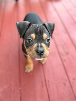 Bull Terrier Dogs Available for Adoption - Tupac | PetCurious