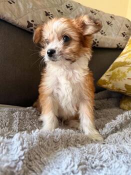 Hamster -  Poodle and Chihuahua Dog for Adoption in Beavercreek, Oregon - Hamster | PetCurious