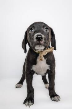 The golden era litter -  Black Labrador Retriever and Pointer Dog for Adoption in Columbia, Missouri - The Golden Era Litter | PetCurious
