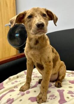 Mixed Breed Dogs Available for Adoption in West Chester, Pennsylvania - Bayou | PetCurious