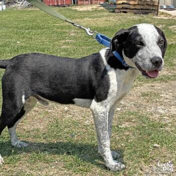 Feist and Australian Cattle Dog Blue Heeler Dogs Available for Adoption in Washington, District Of Columbia - Blizzard | PetCurious