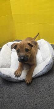 Rescue Mixed Breed Dogs for Adoption in Houston, Texas - Coco | PetCurious