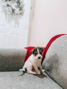 Australian Cattle Dog Blue Heeler Dogs Available for Adoption - Valentine | PetCurious