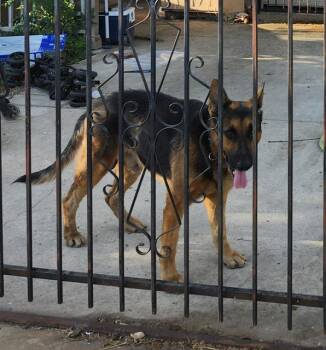 A824657 -  German Shepherd Dog Dog for Adoption in San Antonio, Texas - A824657 | PetCurious
