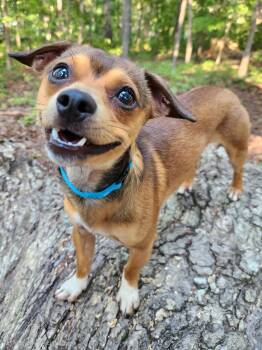 Amigo -  Dachshund and Chihuahua Dog for Adoption in Pelzer, South Carolina - Amigo | PetCurious
