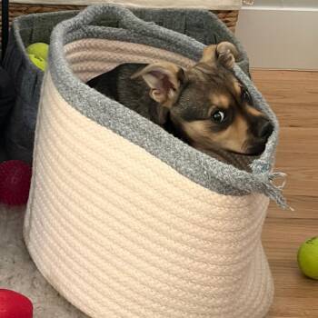 Shepherd and Mixed Breed Dogs Available for Adoption in Parker, Colorado - 546 (2026) | PetCurious