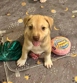 Heron -  American Staffordshire Terrier Dog for Adoption in Salem, New Hampshire - Heron | PetCurious