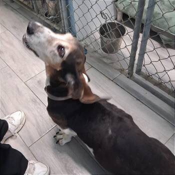 Carla -  Basset Hound Dog for Adoption in Denison, Texas - Carla | PetCurious