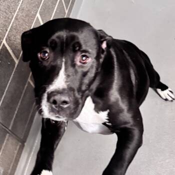 Rescue Pit Bull Terrier Dogs for Adoption in Des Moines, Iowa - Jj | PetCurious