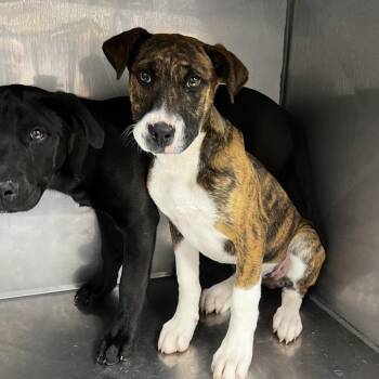 American Bulldog Dogs Available for Adoption - Rugar | PetCurious