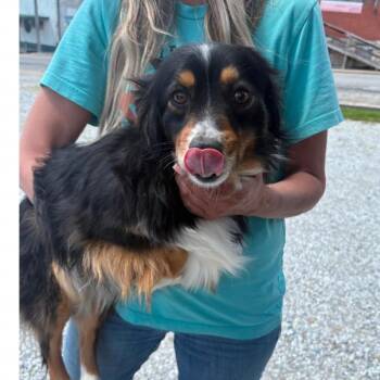 Australian Shepherd and None Dogs Available for Adoption in Normal, Illinois - Miss Wiggles | PetCurious