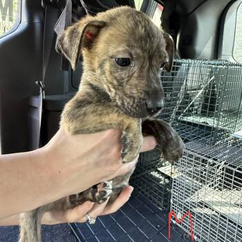 Kristoff -  Hound Dog for Adoption in Richmond, Missouri - Kristoff | PetCurious