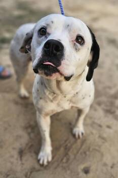 Bulldog Dogs Available for Adoption in Fort Payne, Alabama - Jubilee | PetCurious