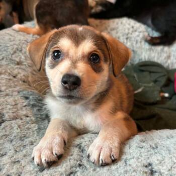 Denali RW -  Husky and Mixed Breed Dog for Adoption in Austin, Texas - Denali RW | PetCurious