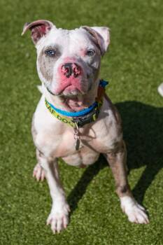Terrier Dogs Available for Adoption in Hilton Head Island, South Carolina - Thanos | PetCurious