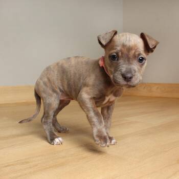 Pit Bull Terrier Dogs Available for Adoption - Eclair D68149 | PetCurious