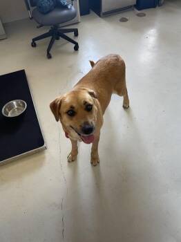 ANNABELLE* -  Labrador Retriever and Mixed Breed Dog for Adoption in Santa Cruz, California - ANNABELLE* | PetCurious