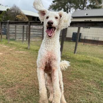 Standard Poodle Dogs Available for Adoption - Falcor Sky | PetCurious