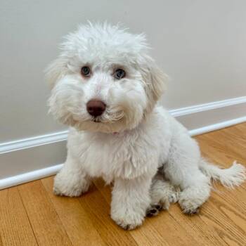 Maltese Dogs Available for Adoption - Lucky | PetCurious