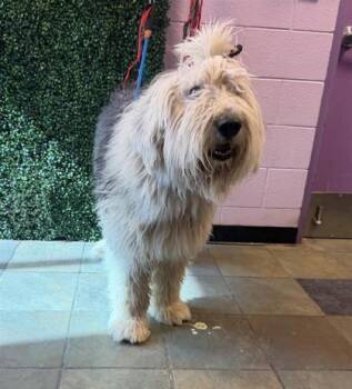 Shetland Sheepdog Sheltie and Mixed Breed Dogs Available for Adoption in El Paso, Texas - Max | PetCurious